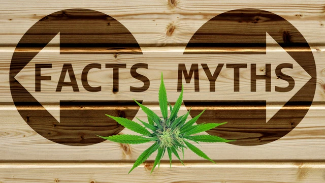 12 міфів про коноплі «Marijuana myths»