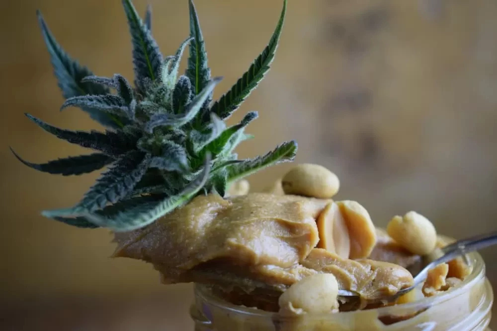Гібридний сорт Peanut Butter