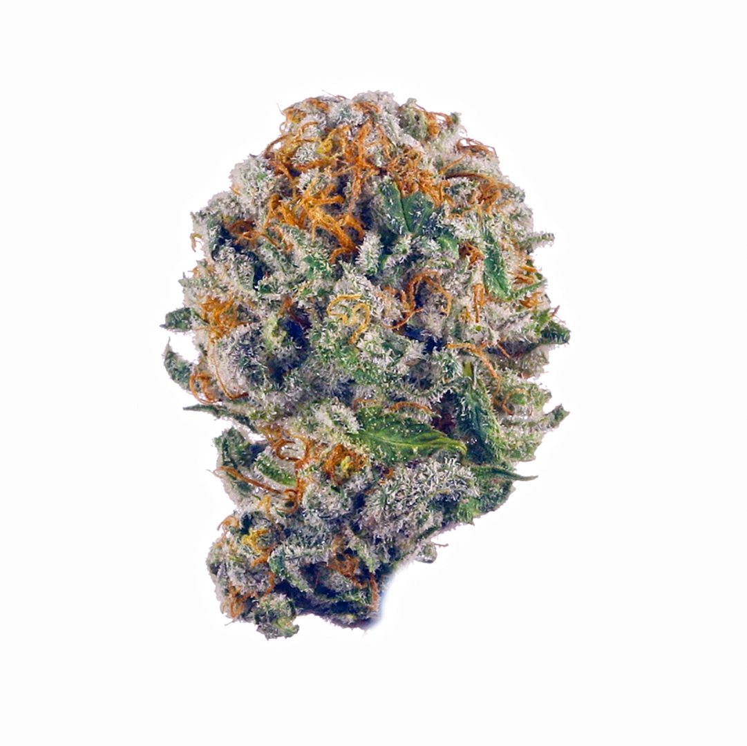 Don Carlos