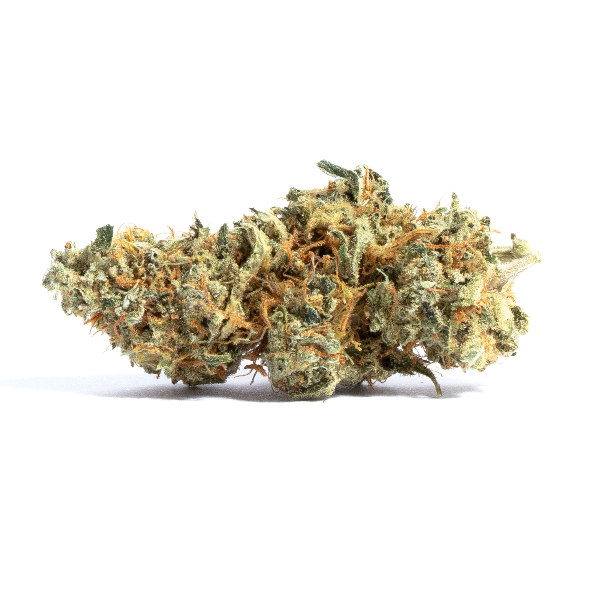 East Coast Alien