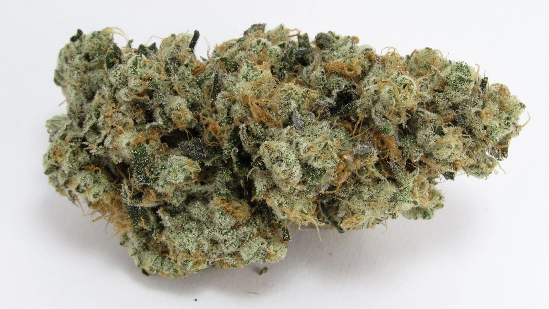 GMO-OG