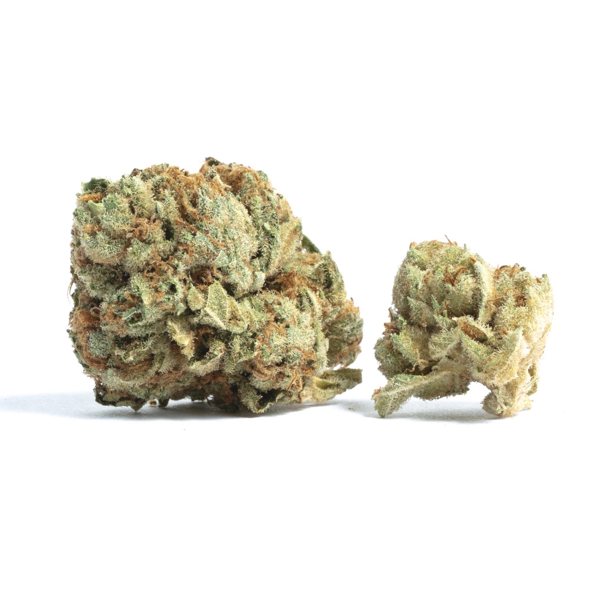 Snow Bud