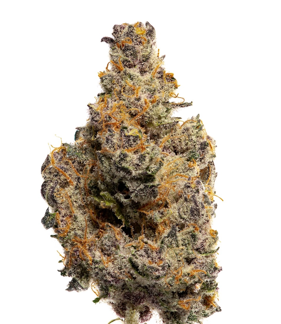 Tropical Infusion